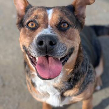 Pilar* -  Shepherd and Cattle Dog Dog for Adoption in San Gabriel, California - Pilar* | PetCurious