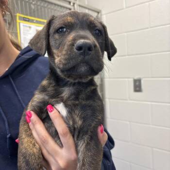 Pit Bull Terrier Dogs Available for Adoption in Morganton, North Carolina - Chunk Norris | PetCurious