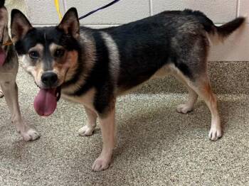LUCA -  Siberian Husky and Mixed Breed Dog for Adoption in Colorado Springs, Colorado - LUCA | PetCurious