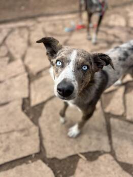 Rescue Border Collie and Australian Cattle Dog Blue Heeler Dogs for Adoption in Fort Collins, Colorado - Oliver | PetCurious
