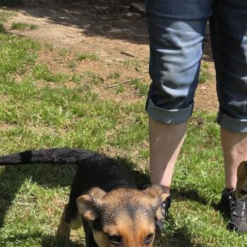 Louise -  Coonhound Dog for Adoption in Muncie, Indiana - Louise | PetCurious