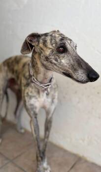 Alonso -  Galgo Spanish Greyhound Dog for Adoption in Winter Park, Florida - Alonso | PetCurious