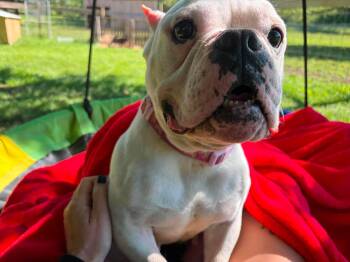 Junie -  American Bully Dog for Adoption in Clay, New York - Junie | PetCurious