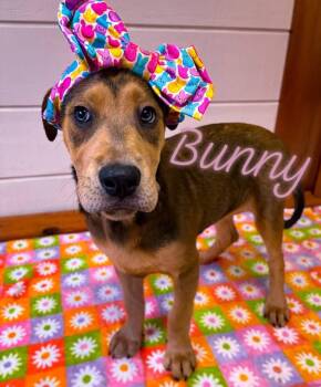 Hound Dogs Available for Adoption in Brookfield, Wisconsin - Bunny | PetCurious