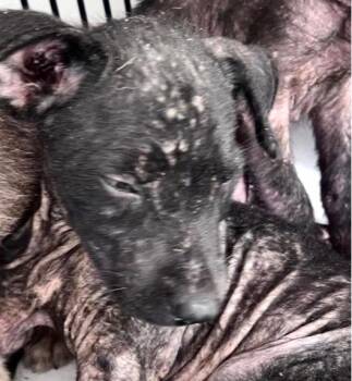 A660074 -  Labrador Retriever and Mixed Breed Dog for Adoption in Houston, Texas - A660074 | PetCurious