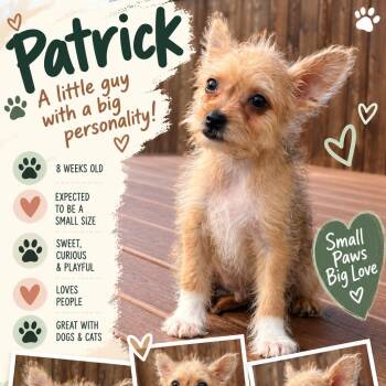 Patrick -  Terrier Dog for Adoption in Santa Fe, Texas - Patrick | PetCurious