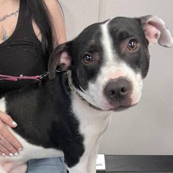 Starling -  Terrier Dog for Adoption in Tampa, Florida - Starling | PetCurious