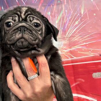 Oscar -  Pug Dog for Adoption in Normal, Illinois - Oscar | PetCurious