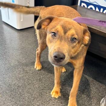 Toffee -  Mixed Breed Dog for Adoption in Allentown, Pennsylvania - Toffee | PetCurious