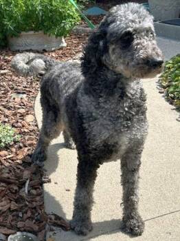 RUBY (ohiosdrescue(at)gmail.com) -  Goldendoodle Dog for Adoption in Elyria, Ohio - RUBY (ohiosdrescue(at)gmail.com) | PetCurious