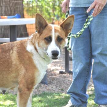Darlin -  Mixed Breed Dog for Adoption in Prescott, Arizona - Darlin | PetCurious