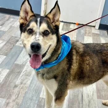 Jim JuM -  Husky Dog for Adoption in Austin, Texas - Jim JuM | PetCurious