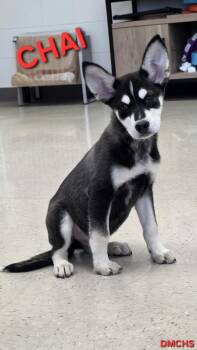 Chai -  Husky and Australian Shepherd Dog for Adoption in Burlington, Iowa - Chai | PetCurious