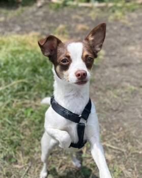 Penny -  Chihuahua Dog Available for Adoption in Chicago, Illinois - Penny | PetCurious