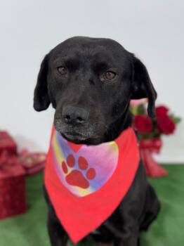 Labrador Retriever and Black Mouth Cur Dogs Available for Adoption - Sultan | PetCurious