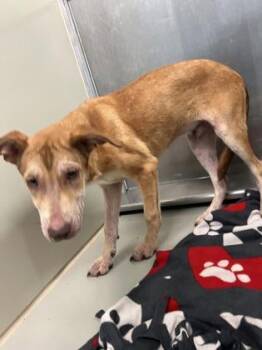 Nacho Cheese -  Mixed Breed Dog for Adoption in Wichita, Kansas - Nacho Cheese | PetCurious
