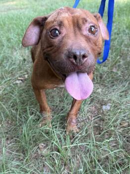 Rescue Pit Bull Terrier Dogs for Adoption in Troy, Alabama - Fancy (Senior) | PetCurious