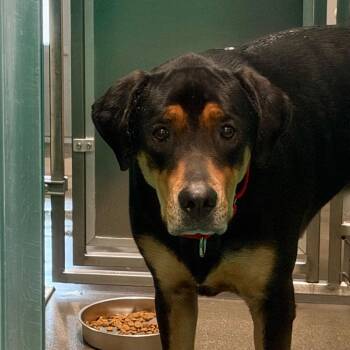 Remi -  Mixed Breed Dog for Adoption in Murray, Utah - Remi | PetCurious