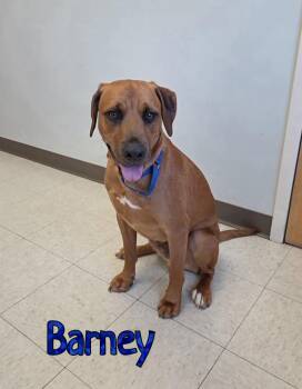 Barney -  Redbone Coonhound Dog for Adoption in Port Clinton, Ohio - Barney | PetCurious