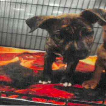 Billy A2290460 -  Terrier and Mixed Breed Dog for Adoption in Los Angeles, California - Billy A2290460 | PetCurious