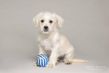 Schnoodle and Terrier Dogs Available for Adoption - Bacon | PetCurious