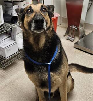 Cobra Bubbles - URGENT -  German Shepherd Dog Dog for Adoption in Thousand Oaks, California - Cobra Bubbles - URGENT | PetCurious