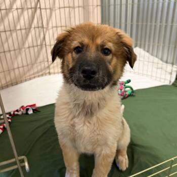 Theo -  Shepherd and Mixed Breed Dog for Adoption in Flagstaff, Arizona - Theo | PetCurious