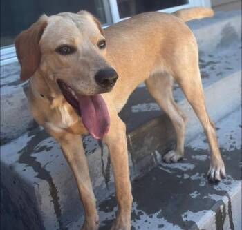 Barbie Doll -  Golden Retriever Dog for Adoption in Colorado Springs, Colorado - Barbie Doll | PetCurious