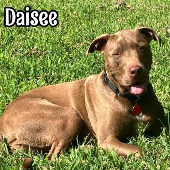 Daisy -  Pit Bull Terrier and Mixed Breed Dog for Adoption in Alma, Wisconsin - Daisy | PetCurious