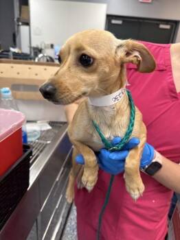 ITSY -  Chihuahua and Mixed Breed Dog for Adoption in Thousand Palms, California - ITSY | PetCurious