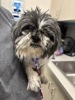 TACHI -  Shih Tzu Dog for Adoption in Las Vegas, Nevada - TACHI | PetCurious