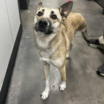 German Shepherd Dog Dogs Available for Adoption - Mangle | PetCurious