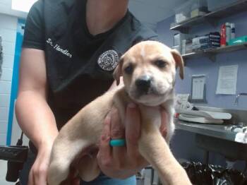 Pit Bull Terrier and Mixed Breed Dogs Available for Adoption in Albuquerque, New Mexico - SUSSEX | PetCurious