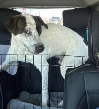 Rescue English Pointer and Labrador Retriever Dogs for Adoption in Zebulon, Georgia - Sonny | PetCurious