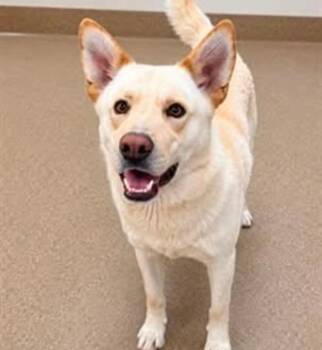 Gismo -  Labrador Retriever and Husky Dog for Adoption in Las Vegas, Nevada - Gismo | PetCurious