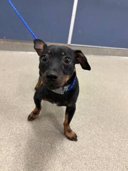 BEAN -  Chihuahua Dog for Adoption in Doral, Florida - BEAN | PetCurious