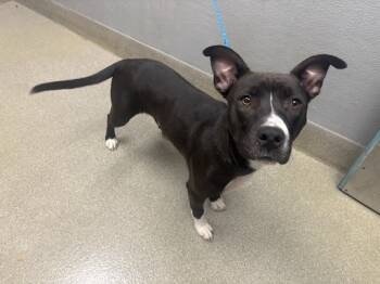 Rescue Pit Bull Terrier and Mixed Breed Dogs for Adoption in Las Vegas, Nevada - PUMPKIN | PetCurious