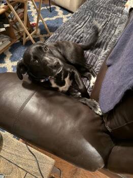 Labrador Retriever Dogs Available for Adoption in Youngsville, North Carolina - Lily Pad | PetCurious