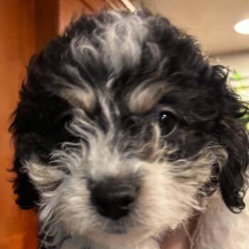 Lorraine -  Havanese and Poodle Dog for Adoption in Calgary, Alberta - Lorraine | PetCurious