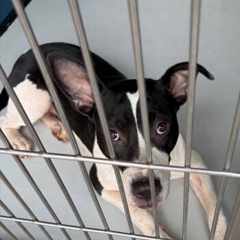 Nena -  Mixed Breed Dog for Adoption in Greenville, South Carolina - Nena | PetCurious
