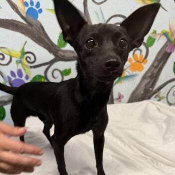 Chihuahua Dogs Available for Adoption in Hattiesburg, Mississippi - Jet | PetCurious