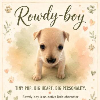 Rowdy boy (Dallas) -  Yorkshire Terrier and Chihuahua Dog for Adoption in Houston, Texas - Rowdy Boy (Dallas) | PetCurious