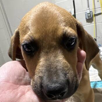 Nacho -  Mixed Breed Dog for Adoption in Milton, Florida - Nacho | PetCurious