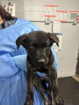 Rottweiler and Mixed Breed Dogs Available for Adoption - Shady | PetCurious