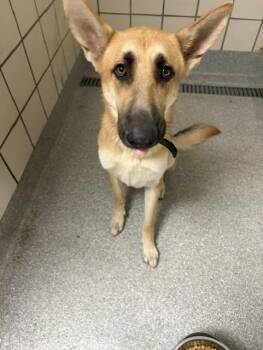 DENNIS -  German Shepherd Dog and Mixed Breed Dog for Adoption in Pasadena, Texas - DENNIS | PetCurious