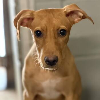 Medline -  Mixed Breed Dog for Adoption in Pauls Valley, Oklahoma - Medline | PetCurious
