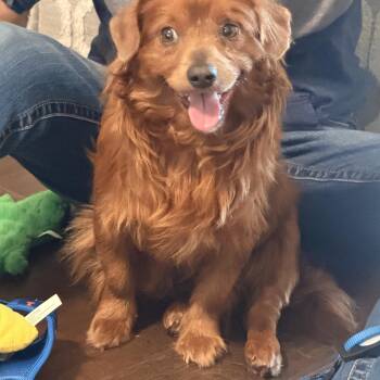 Mixed Breed Dogs Available for Adoption in Richmond, Texas - Copper | PetCurious