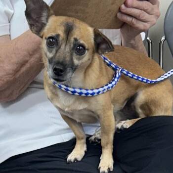 Baby -  Chihuahua Dog for Adoption in Rossville, Georgia - Baby | PetCurious
