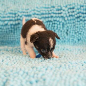 Terrier Dogs Available for Adoption in Hillsborough, North Carolina - Mickey | PetCurious