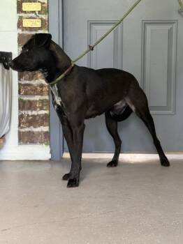 Glen -  Labrador Retriever and Mixed Breed Dog for Adoption in Kingsland, Georgia - Glen | PetCurious